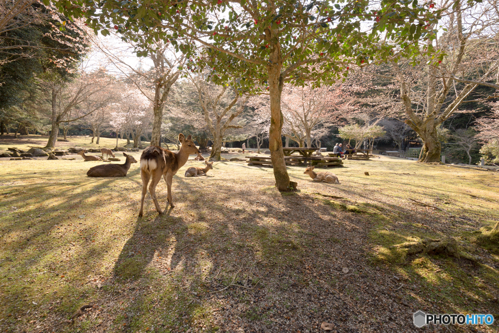 陽だまり