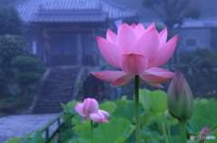 朝霧の棲真寺