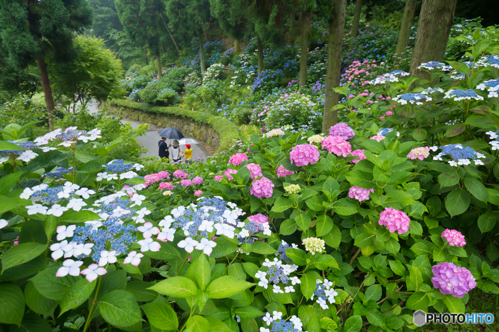 紫陽花のステージ