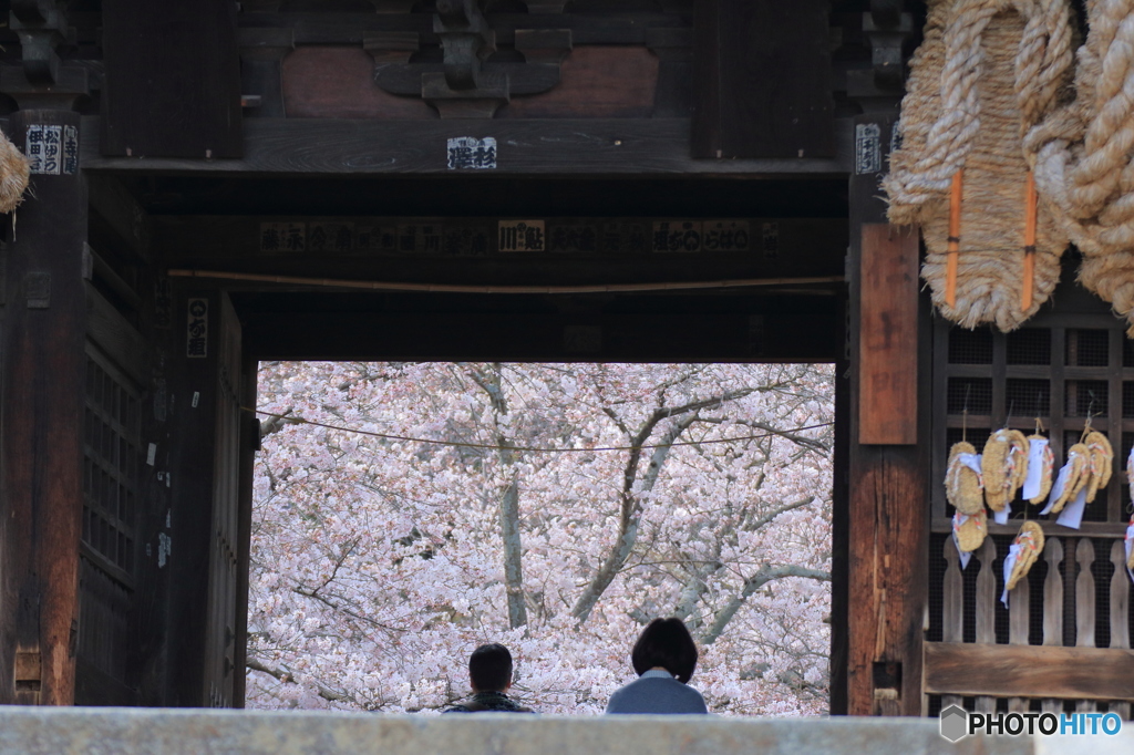 大草鞋に桜