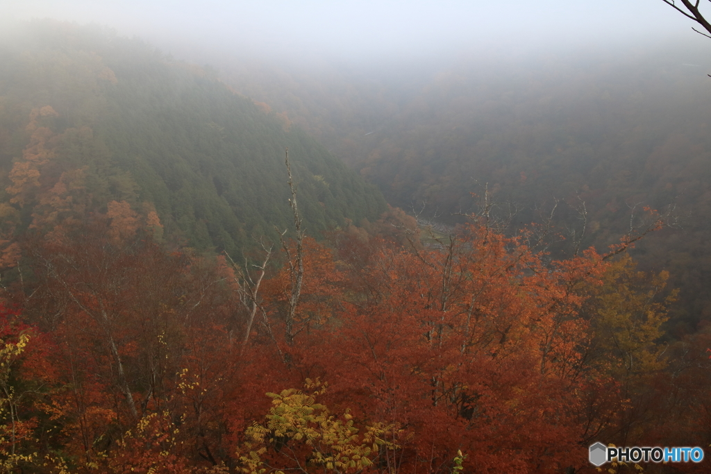 朝霧と紅葉