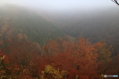 朝霧と紅葉