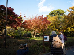 皇居東御苑の紅葉