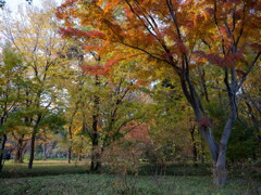 皇居東御苑の紅葉