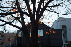 オレンジの葉っぱ