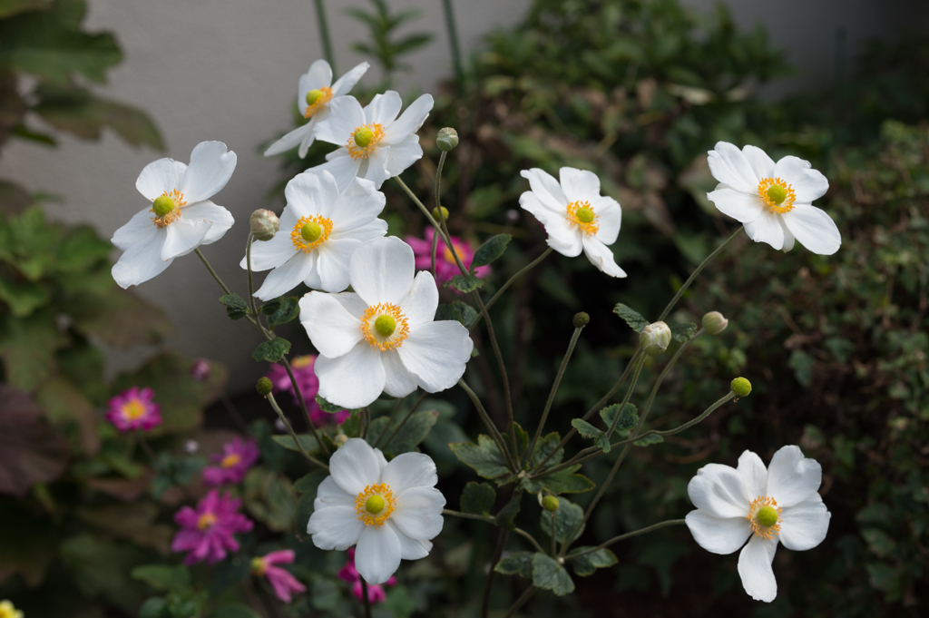 シュウメイギク