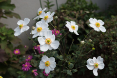 シュウメイギク