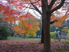 皇居東御苑の紅葉