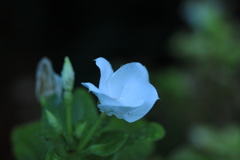 打たれ強い・・日々花