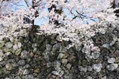 富山城石垣に映える桜色＾＾