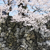 富山城石垣に映える桜色＾＾