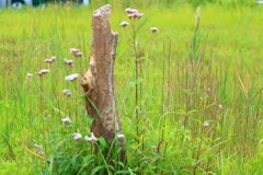 生け花じゃないのに何故か生け花