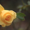 薔薇の華　２