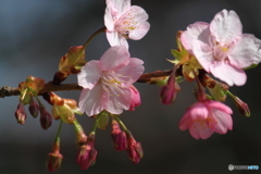 陽気に誘われ一気に開いた河津桜