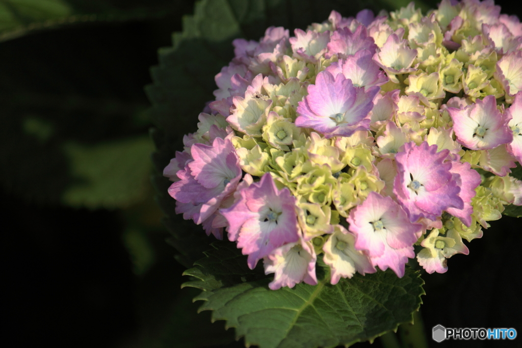 私たちの出番ですと紫陽花　１