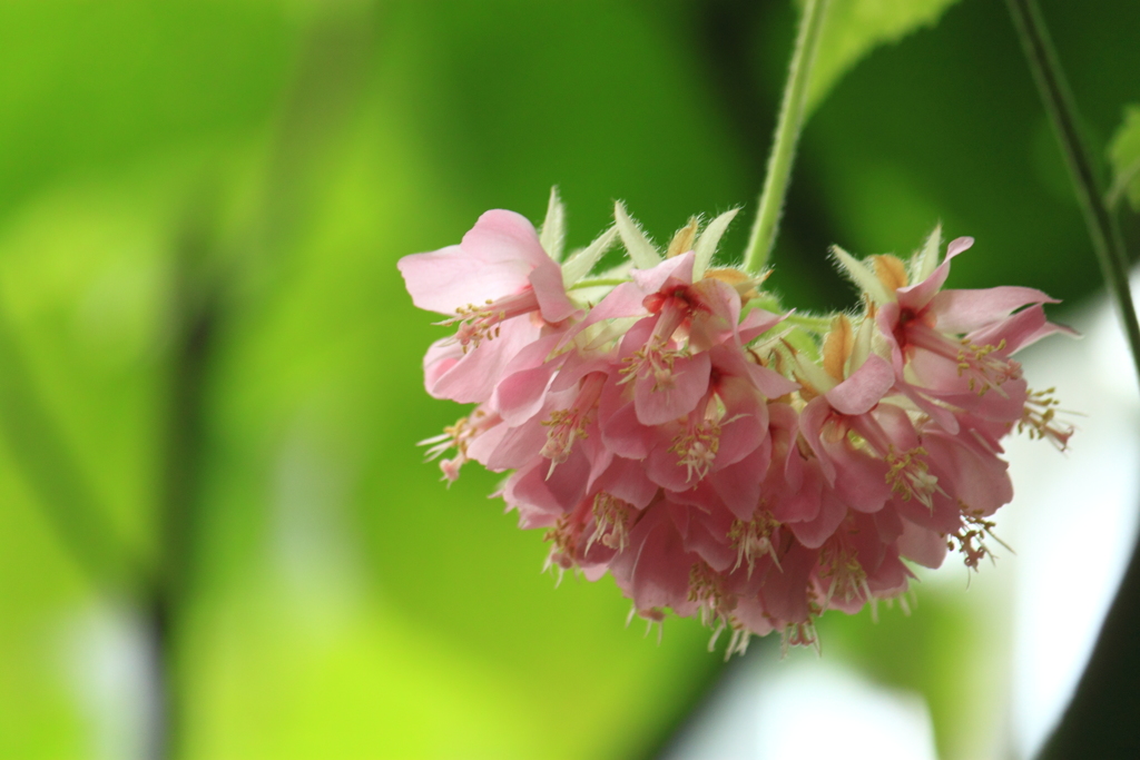 エキゾチックな華・・ドンベア