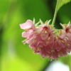 エキゾチックな華・・ドンベア