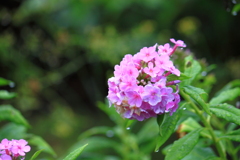 花魁草
