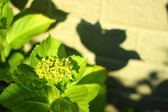 朝日を浴びる紫陽花