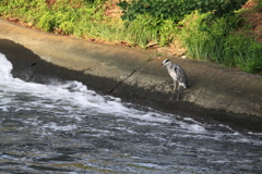 急な流れでもお魚探し・・分かるの？