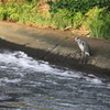 急な流れでもお魚探し・・分かるの？