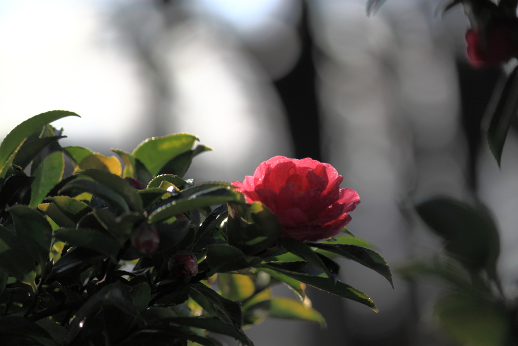 山茶花～