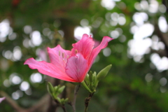 フイリソシンカ