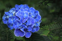 惹きつける紫陽花　