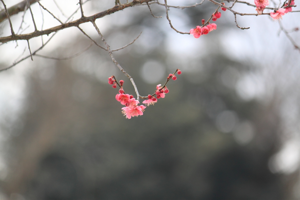 紅梅
