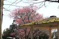花桃の咲く公園