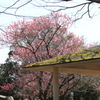 花桃の咲く公園
