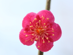 梅花