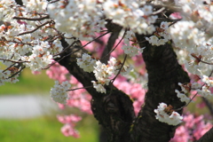 これぞ日本の桜