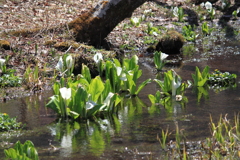 池の原湿原・・水芭蕉