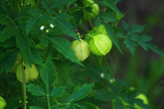 あなたと飛びたい・・花言葉