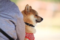 りりしくお母さんを守る犬