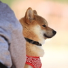 りりしくお母さんを守る犬