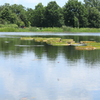 涼し気な緑の映える池