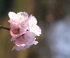 優しいアーモンドの花
