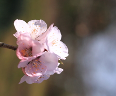 優しいアーモンドの花