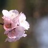 優しいアーモンドの花