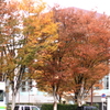 街中紅葉