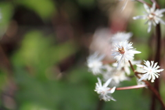 可憐なオウレンの花