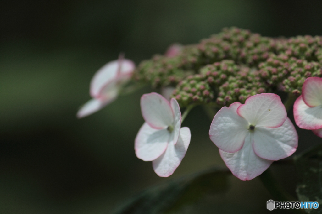 山紫陽花　清澄