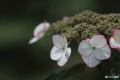 山紫陽花　清澄