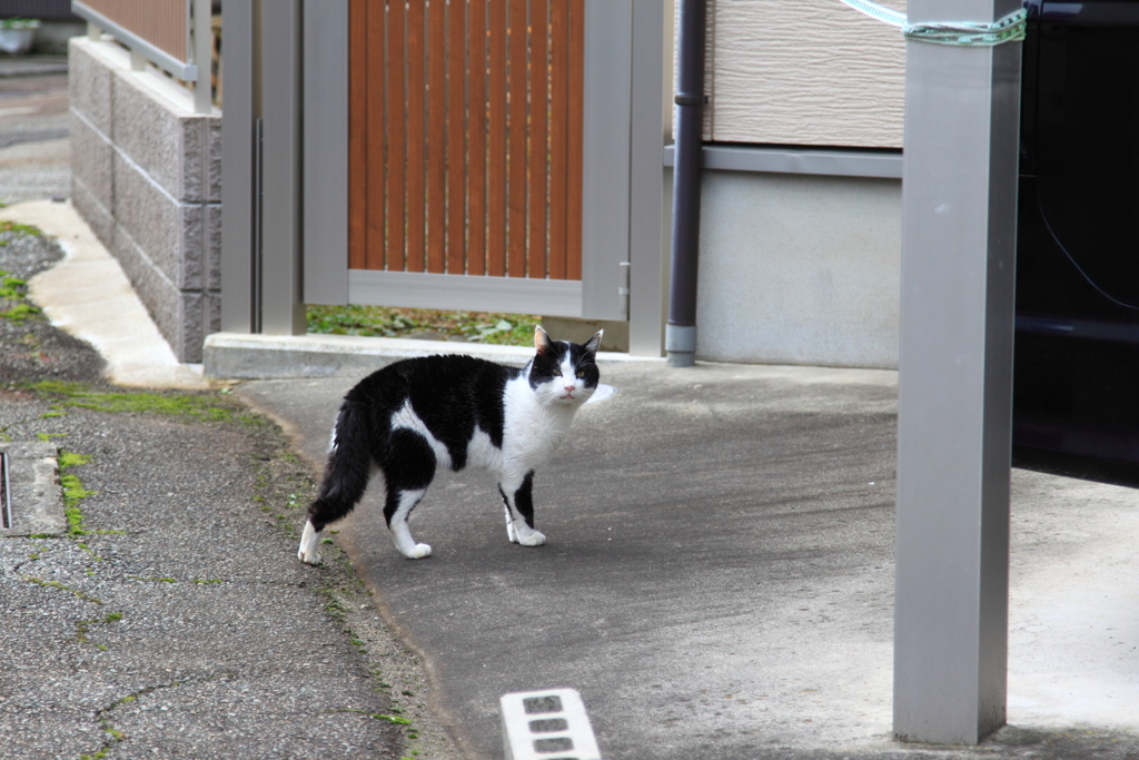 凝視する猫ちゃん１