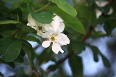 白い花が咲いてた～散歩道