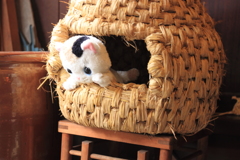 二ヤ―オ・・って聞こえたような　(^'^)