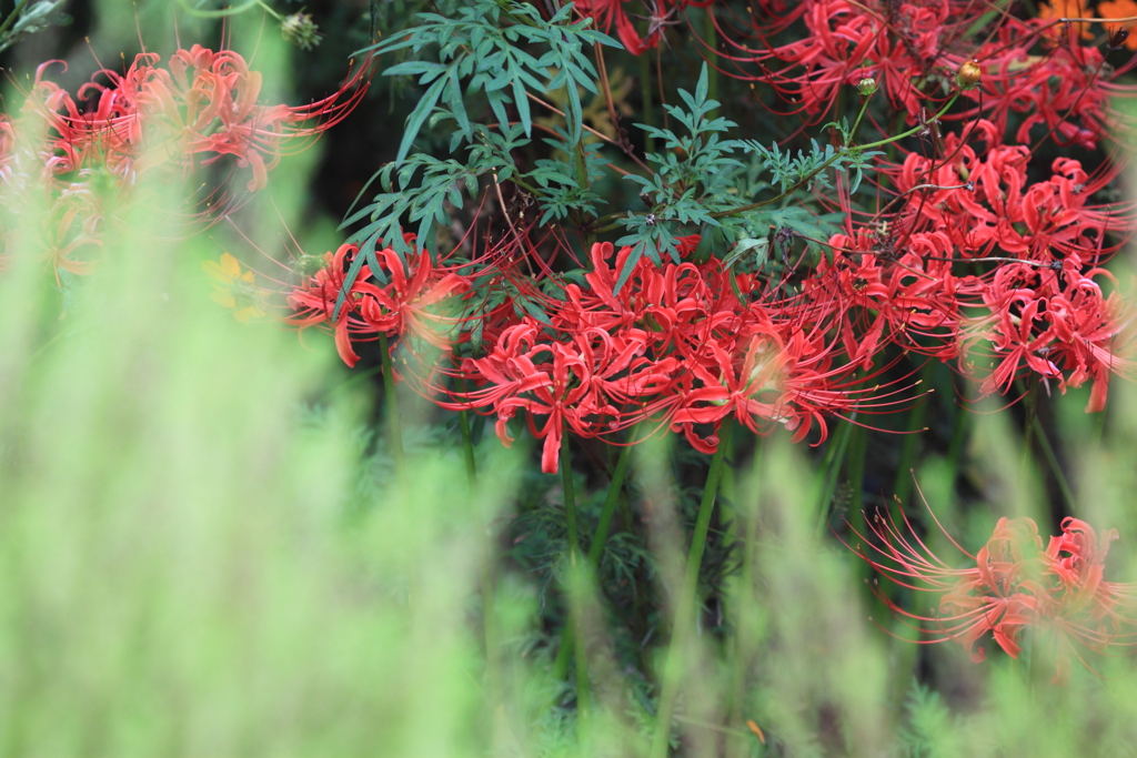 曼珠沙華