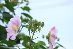 儚さを思わせる酔芙蓉の花